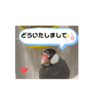 動く桜文鳥わすけ（個別スタンプ：4）