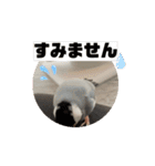 動く桜文鳥わすけ（個別スタンプ：7）