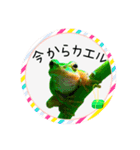 可愛いカエル達（個別スタンプ：1）