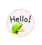 可愛いカエル達（個別スタンプ：2）