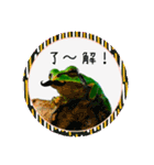 可愛いカエル達（個別スタンプ：9）
