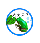 可愛いカエル達（個別スタンプ：13）