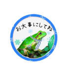 可愛いカエル達（個別スタンプ：15）