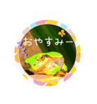 可愛いカエル達（個別スタンプ：24）