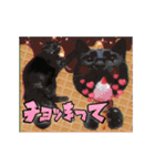 動く黒猫ハルトとロビン3（個別スタンプ：1）