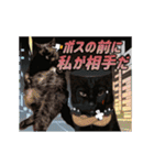 動く黒猫ハルトとロビン3（個別スタンプ：5）