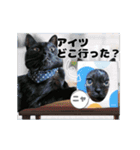 動く黒猫ハルトとロビン3（個別スタンプ：7）