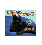 動く黒猫ハルトとロビン3（個別スタンプ：15）