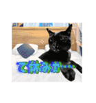 動く黒猫ハルトとロビン3（個別スタンプ：23）