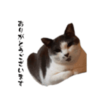 白黒猫×灰白猫（個別スタンプ：3）