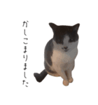 白黒猫×灰白猫（個別スタンプ：4）