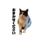 白黒猫×灰白猫（個別スタンプ：5）