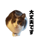白黒猫×灰白猫（個別スタンプ：6）