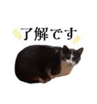 白黒猫×灰白猫（個別スタンプ：7）