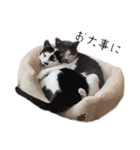 白黒猫×灰白猫（個別スタンプ：8）