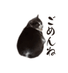 白黒猫×灰白猫（個別スタンプ：10）