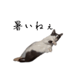 白黒猫×灰白猫（個別スタンプ：11）