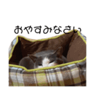 白黒猫×灰白猫（個別スタンプ：12）