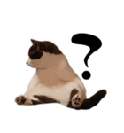 白黒猫×灰白猫（個別スタンプ：13）