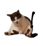 白黒猫×灰白猫（個別スタンプ：14）