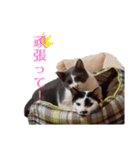 白黒猫×灰白猫（個別スタンプ：16）