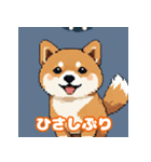 柴犬会話01（個別スタンプ：10）