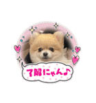 犬のスタンプ/ポメラニアン/1匹マルチワ（個別スタンプ：40）