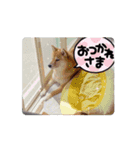 柴犬はっちゃんスタンプ3（個別スタンプ：1）