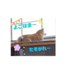 柴犬はっちゃんスタンプ3（個別スタンプ：7）