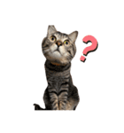 かさい家の猫たち②（個別スタンプ：1）