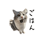 かさい家の猫たち②（個別スタンプ：3）