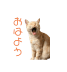 かさい家の猫たち②（個別スタンプ：4）