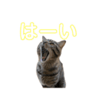 かさい家の猫たち②（個別スタンプ：6）