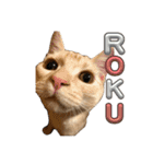 かさい家の猫たち②（個別スタンプ：7）