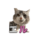 かさい家の猫たち②（個別スタンプ：9）