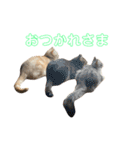 かさい家の猫たち②（個別スタンプ：11）