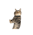 かさい家の猫たち②（個別スタンプ：13）