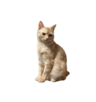 かさい家の猫たち②（個別スタンプ：14）
