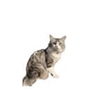 かさい家の猫たち②（個別スタンプ：15）