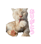 かさい家の猫たち②（個別スタンプ：16）
