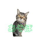 かさい家の猫たち②（個別スタンプ：19）