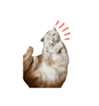 かさい家の猫たち②（個別スタンプ：20）