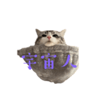 かさい家の猫たち②（個別スタンプ：21）