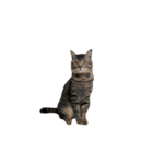 かさい家の猫たち②（個別スタンプ：23）