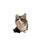 かさい家の猫たち②（個別スタンプ：24）