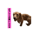 ちょこっとチョコスタ！✨ 第3弾（個別スタンプ：1）