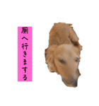 ちょこっとチョコスタ！✨ 第3弾（個別スタンプ：3）