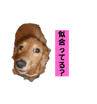 ちょこっとチョコスタ！✨ 第3弾（個別スタンプ：4）