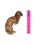 ちょこっとチョコスタ！✨ 第3弾（個別スタンプ：11）
