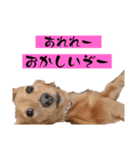 ちょこっとチョコスタ！✨ 第3弾（個別スタンプ：13）
